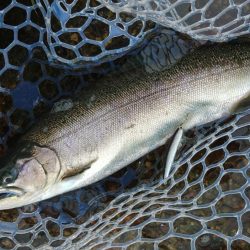 サクラマスは不発気味だったけど楽しめたフィッシングパーク高島の泉